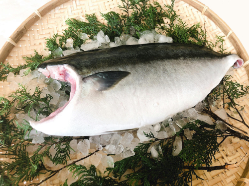 5kg 以上 の 久良 の ぶり 半身 フィレタイプ × 2枚 50000円 ぶり 鰤 ぶりしゃぶ 鰤しゃぶ ブリ たたき 丸ごと 1本 年末 年始 国産 特産品 魚介類 海産物 まるごと 刺身 鮮魚 養殖 フィレ 片身 真空 パック 冷蔵 海鮮 魚介 ブランド 魚 ぶりしゃぶ しゃぶしゃぶ 刺し身 海鮮丼 産地直送 すぶり お歳暮 年末年始 久良漁業協同組合 愛南町 愛媛県 1176408 - 愛媛県愛南町