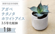 【テールマウンテン】東御市産多肉植物 アガベ チタノタ ホワイトアイス  3.5号化粧鉢（１鉢）