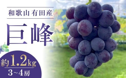 先行予約 和歌山 有田産 巨峰 1.2kg 3～4房 フルーツ 果物 ［2026年8月下旬以降発送］ 1177154 - 和歌山県有田川町