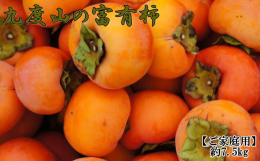 九度山の富有柿は、お味に定評があり、根強いファンの多い富有柿です。 そんな人気の富有柿を7.5kg箱に詰めてお届けいたします。 食べごたえもあり、肉厚で濃厚な甘さがあり、しかもジューシーです。 また、