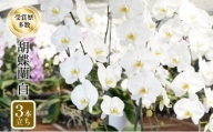 アヤセ洋蘭 コチョウラン 白 ３本立ち 胡蝶蘭 花