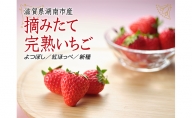 【贈答用】滋賀県湖南市産　摘みたて完熟いちご　果物 苺 イチゴ 完熟いちご 贈答用 フルーツ