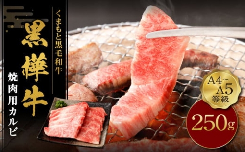 くまもと黒毛和牛 杉本本店 黒樺牛 A4～A5等級 焼肉用カルビ 250g 1181596 - 熊本県益城町