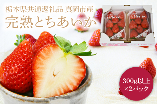 【2026年1月発送開始】【先行予約】【数量限定】完熟とちあいか　約600g【栃木県共通返礼品/真岡市産】｜栃木県 ふるさと納税 いちご イチゴ 苺 果物 フルーツ とちあいか 熟成（DM001） 1181609 - 栃木県益子町
