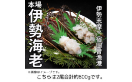 伊勢志摩産の活伊勢海老を姿造りにして、お届けいたします。包丁、まな板不要で解凍、盛り付けのみで本格的、伊勢海老姿造りがお楽しみ頂けます。本返礼品の主要部分は南伊勢町にて生産・製造または加工したものが占