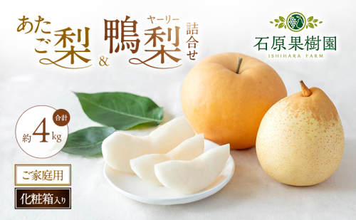 梨 2026年 先行予約 ご家庭用 あたご梨・鴨梨（ヤーリー）詰め合わせ 約4kg あたご梨2～3玉 ヤーリー3～6玉 化粧箱【11月下旬～12月中旬頃発送】 ナシ なし 岡山県産 国産 フルーツ 果物 石原果樹園  1183591 - 岡山県里庄町