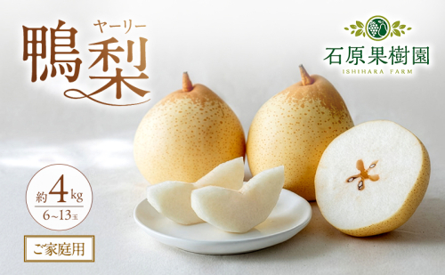 梨 2026年 先行予約 ご家庭用 鴨梨（ヤーリー） 6～13玉入り 約4kg 化粧箱【11月下旬～12月中旬頃発送】 ナシ なし 岡山県産 国産 フルーツ 果物 石原果樹園 家庭用  1183592 - 岡山県里庄町