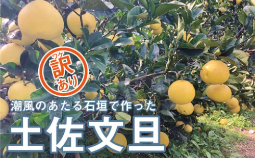 数量限定 先行受付 訳あり 土佐文旦 10kg 10000円 文旦 ぶんたん わけあり 国産 産地直送 農家直送 特産品 ギフト プレゼント ゼリー ジュース アイス 等に 人気 限定 甘い フルーツ 果物 柑橘 美味しい おいしい サイズ ミックス 井上留次 愛南町 愛媛県 1184778 - 愛媛県愛南町