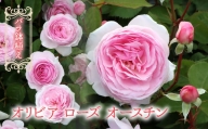【R6年2月以降発送】バラ鉢植え「オリビア ローズ オースチン」 057-036