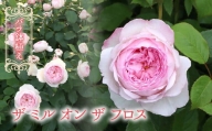 【R6年2月以降発送】バラ鉢植え「ザ ミル オン ザ フロス」 057-037