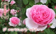 【R6年2月以降発送】バラ鉢植え「ジ エンシェント マリナー」 057-038