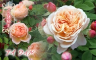 【R6年2月以降発送】バラ鉢植え「アイ ウィル」 057-042