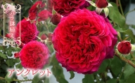 【R6年2月以降発送】バラ鉢植え「アンクレット」 057-043