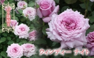 【R6年2月以降発送】バラ鉢植え「ウィンディー ナイト」 057-044