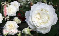 【R6年2月以降発送】バラ鉢植え「ドレッシー」 057-045