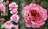 【R6年2月以降発送】バラ鉢植え「プラムグレイ」 057-048