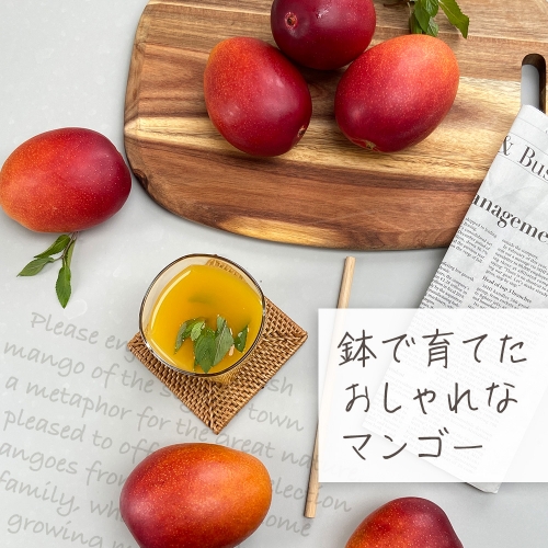 【先行予約】鉢で栽培したおしゃれな完熟マンゴー（ご家庭用）1kg 1187410 - 鹿児島県大崎町
