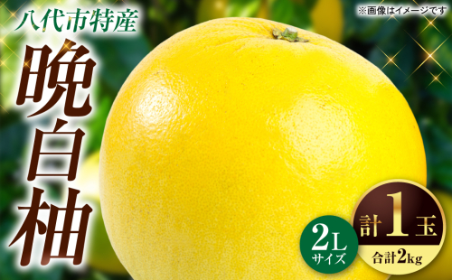 【先行予約】熊本県 八代市産 晩白柚 2Lサイズ1玉(2kg)【2024年12月中旬より順次発送】 1188131 - 熊本県八代市