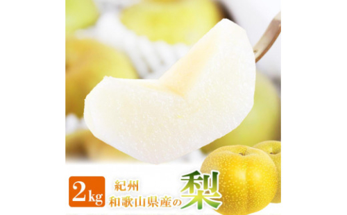 梨 約2kg 化粧箱入 紀州和歌山 かつらぎ産［2026年8月中旬以降発送予定］［UT103］ 1189852 - 和歌山県那智勝浦町