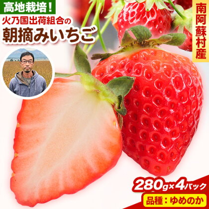 朝摘みいちご ゆめのか 280g×4パック 高地栽培 味采市場 《1月末-3月末頃より出荷予定》 熊本県南阿蘇村 味采市場 いちご 苺 イチゴ フルーツ くだもの 果物 1190047 - 熊本県南阿蘇村