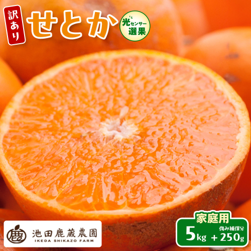 ［先行予約］家庭用 せとか5kg+250g（傷み補償分）［柑橘・春みかんの王様］［わけあり・訳あり］［光センサー選果・食べ頃出荷］［IKE63w］ 1190191 - 和歌山県有田川町