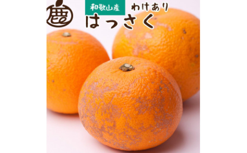 ［先行予約］家庭用 はっさく5kg+250g（傷み補償分）［八朔みかん］［訳あり・わけあり］ 1190211 - 和歌山県有田川町