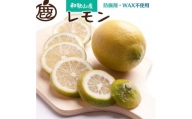 厳選 レモン1.5kg+45g（傷み補償分）【和歌山有田川産】【防腐剤・WAX不使用、安心の国産レモン】