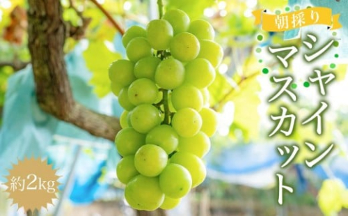 ［先行予約］朝採りシャインマスカット 約2kg ［2026年8月中旬以降順次発送］ 1190317 - 和歌山県有田川町
