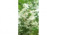 白花エゴの木　樹高約1m　18cmポット取扱説明書付き【1036944】