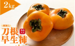 果汁が多い！ 甘くてジューシーな種無し柿数ある柿の品種の中でも果汁が多く、甘みも強い刀根早生柿です。きよ農園では、土からこだわり、各工程に柿の美味しさを最大限に引き出すこだわりの生産方法を実施しており
