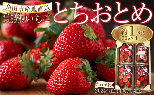 【角田市産地直送】完熟いちご「とちおとめ」合計約1kg（250g×4パック）｜配送不可地域：北海道・沖縄県・離島 1191938 - 宮城県角田市