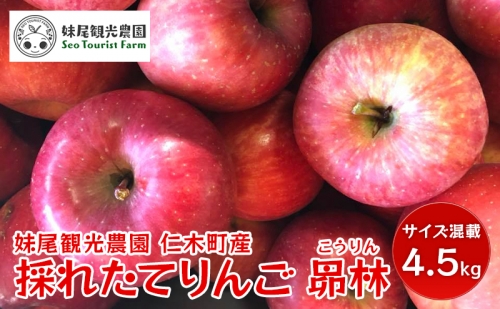 仁木町の採れたてりんご「昴林（こうりん）」4.5kg≪妹尾観光農園≫