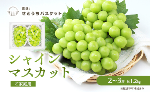 ぶどう 2025年 先行予約 ご家庭用 シャイン マスカット 約1.2kg 2～3房 ブドウ 葡萄 岡山県産 国産 フルーツ 果物 直送！せとうちバスケット  1195034 - 岡山県瀬戸内市