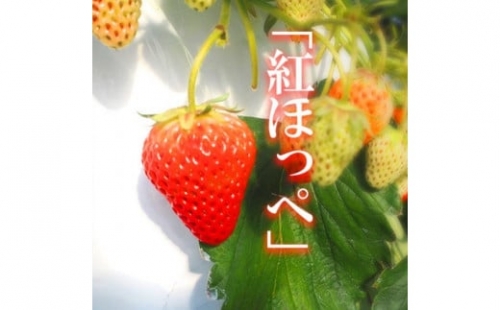 「紅ほっぺ」いちご（12～15粒)×4パック 1195433 - 静岡県御前崎市