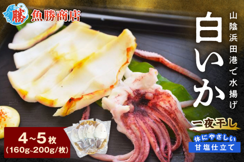 大きな「白いか一夜干し（4枚～5枚）」 白いか 一夜干し 干物 干もの 御中元 御歳暮 ギフト 新鮮 厳選 海鮮 セット 個包装 魚介類 【136_1998】 1196235 - 島根県浜田市