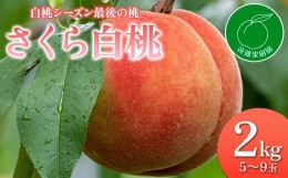 【ふるさと納税】福島の桃 最後の桃 「さくら白桃」2kg（5〜9玉）先行予約 フルーツ 果物 もも モモ momo F20C-833