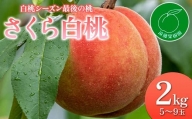 福島県産 さくら白桃 2kg 2024年9月上旬～2024年9月中旬発送 先行予約 予約 大玉 固め 白桃 伊達の桃 桃 もも モモ 果物 くだもの フルーツ 国産 食品 F20C-833
