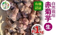 有機認証 自然栽培 赤菊芋(生) 約1kg 【むがし農園】 キクイモ オーガニック F21U-376
