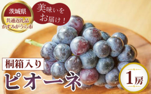No.594 【先行予約】ピオーネ　桐箱入り1房【茨城県共通返礼品 かすみがうら市】 ／ 旬 新鮮 葡萄 ブドウ 果物 フルーツ 茨城県 特産品 1199880 - 茨城県坂東市
