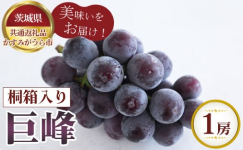 No.596 【先行予約】巨峰　桐箱入り1房【茨城県共通返礼品 かすみがうら市】 ／ 旬 新鮮 葡萄 ブドウ 果物 フルーツ 茨城県 特産品 1199882 - 茨城県坂東市