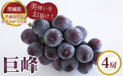 No.602 【先行予約】巨峰　4房【茨城県共通返礼品 かすみがうら市】 ／ 旬 新鮮 葡萄 ブドウ 果物 フルーツ 茨城県 特産品 1199889 - 茨城県坂東市
