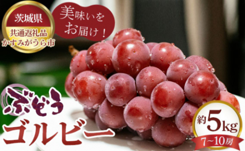No.618 【先行予約】ぶどう　ゴルビー　約5kg（7～10房）【茨城県共通返礼品 かすみがうら市】 ／ 旬 新鮮 葡萄 ブドウ 果物 フルーツ 茨城県 特産品 1199907 - 茨城県坂東市
