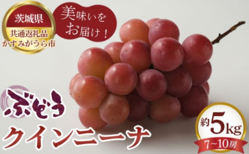 No.619 【先行予約】ぶどう　クインニーナ　約5kg（7～10房）【茨城県共通返礼品 かすみがうら市】 ／ 旬 新鮮 葡萄 ブドウ 果物 フルーツ 茨城県 特産品 1199908 - 茨城県坂東市
