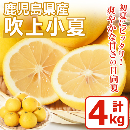 No. 221 ＜先行予約受付中！3月下旬～5月上旬までの間に発送＞鹿児島県産！吹上小夏(4kg) 小夏 日向夏 みかん 柑橘 フルーツ 青果 果実 鹿児島 国産 九州産 ギフト 贈答【黒川農園】 1200795 - 鹿児島県日置市
