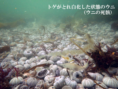 令和3年10月北海道赤潮による漁業被害