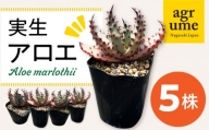 実生アロエ Aloe marlothii 5株 長与町/アグリューム [EAI110] 植物 観葉植物 インテリア 苗