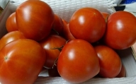≪先行予約≫ 農業王国豊橋の『高糖度フルーツトマト麗（れい）』１kg