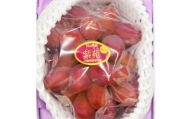 紫苑 1房(700ｇ以上・大房) 化粧箱入り ギフト プレゼント 果物 ぶどう フルーツ