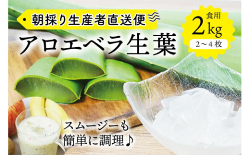 【食用】朝採り アロエベラ生葉 2kg（2枚～4枚）3年物　宮城県産 1210700 - 宮城県角田市