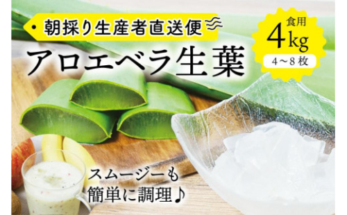 【食用】朝採り アロエベラ生葉 4kg（4枚～8枚）3年物　宮城県産 1210720 - 宮城県角田市